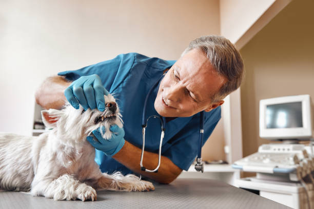 Best Emergency Denture Repair in Mahanoy City, PA